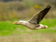 16th Mar 2024 - Low flying goose. 