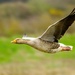 Low flying goose.  by padlock