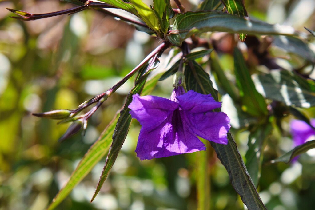 3 16 Purple flower by sandlily