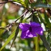 3 16 Purple flower by sandlily