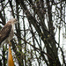 Another pic of the Cooper's Hawk by mittens