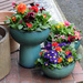 Flower Pots by seattlite