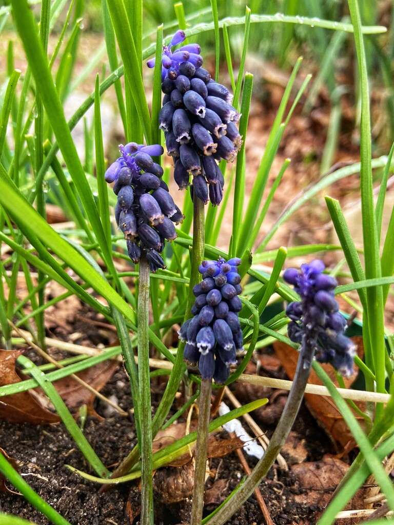 Starch grape hyacinth  by rontu