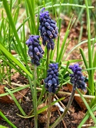17th Mar 2024 - Starch grape hyacinth 
