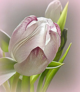 16th Mar 2024 - The Last Tulip.
