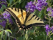 26th Jul 2023 - Swallow-Tail Butterfly