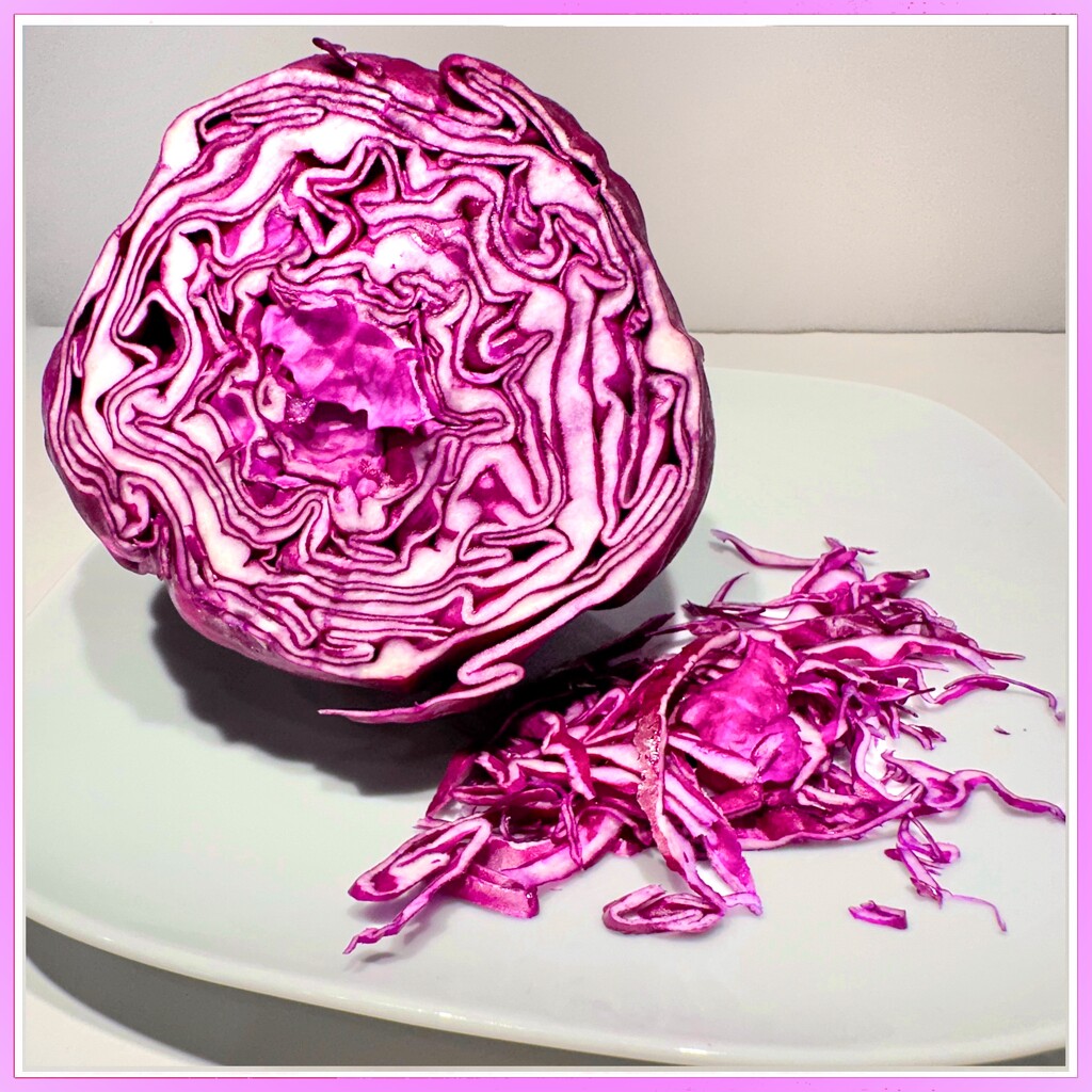 Pink Cabbage by shutterbug49