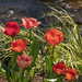 Tulips 4 by k9photo