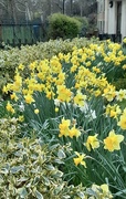 17th Mar 2024 - Golden daffodils