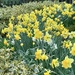 Golden daffodils by felicityms