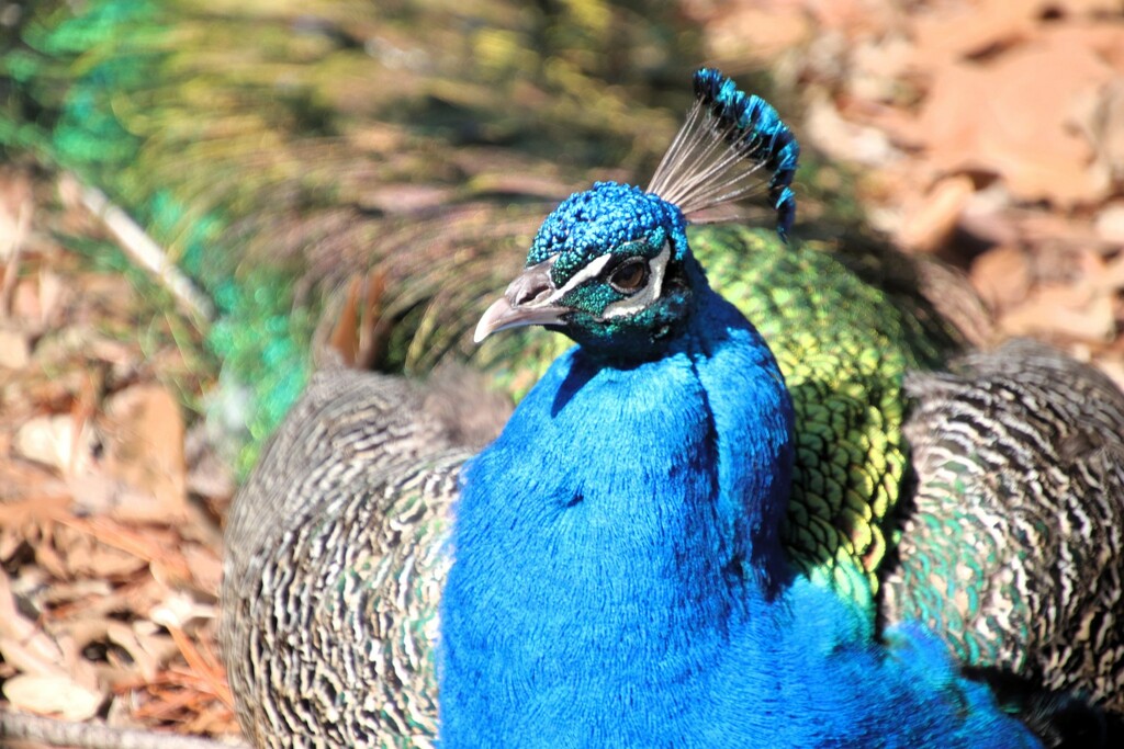 Peacock Up Close by randy23