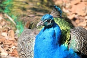 11th Mar 2024 - Peacock Up Close