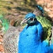 Peacock Up Close by randy23