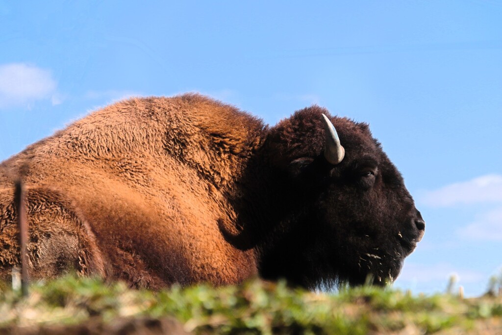 Relaxing Bison by randy23