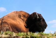 16th Mar 2024 - Relaxing Bison
