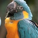 Macaw  by randy23