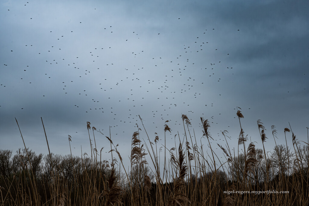 Invasion of the midges by nigelrogers