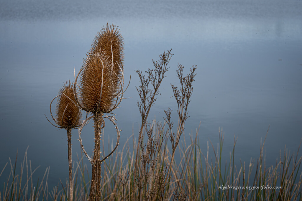 Lakeside plant life by nigelrogers