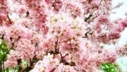 17th Mar 2024 - Cherry Blossom