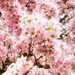 Cherry Blossom by carole_sandford