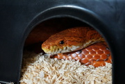 17th Mar 2024 - 77/366 - My pet corn snake Dexter looking very vibrant after shedding