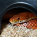 77/366 - My pet corn snake Dexter looking very vibrant after shedding by isaacsnek