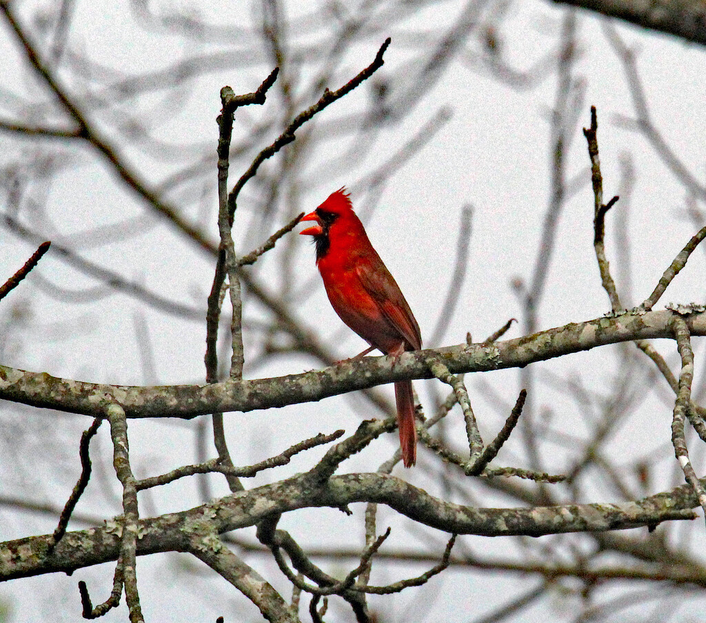 Ma 15 Cardinal Singing IMG_8712AAA by georgegailmcdowellcom