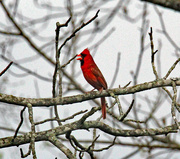 15th Mar 2024 - Ma 15 Cardinal Singing IMG_8712AAA