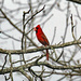 Ma 15 Cardinal Singing IMG_8712AAA by georgegailmcdowellcom