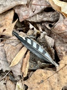 16th Mar 2024 - Feather on the Forest Floor