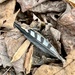 Feather on the Forest Floor by calm