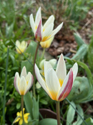 15th Mar 2024 - Tulips