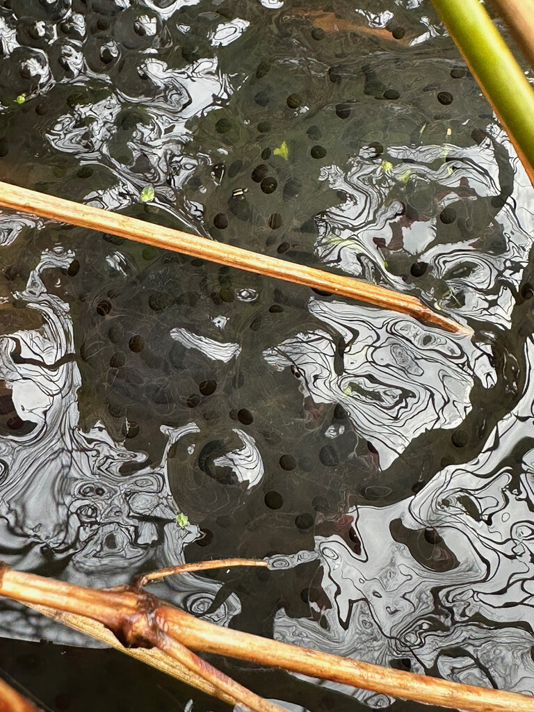 At Last Frog Spawn by 365projectmaxine