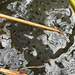 At Last Frog Spawn by 365projectmaxine