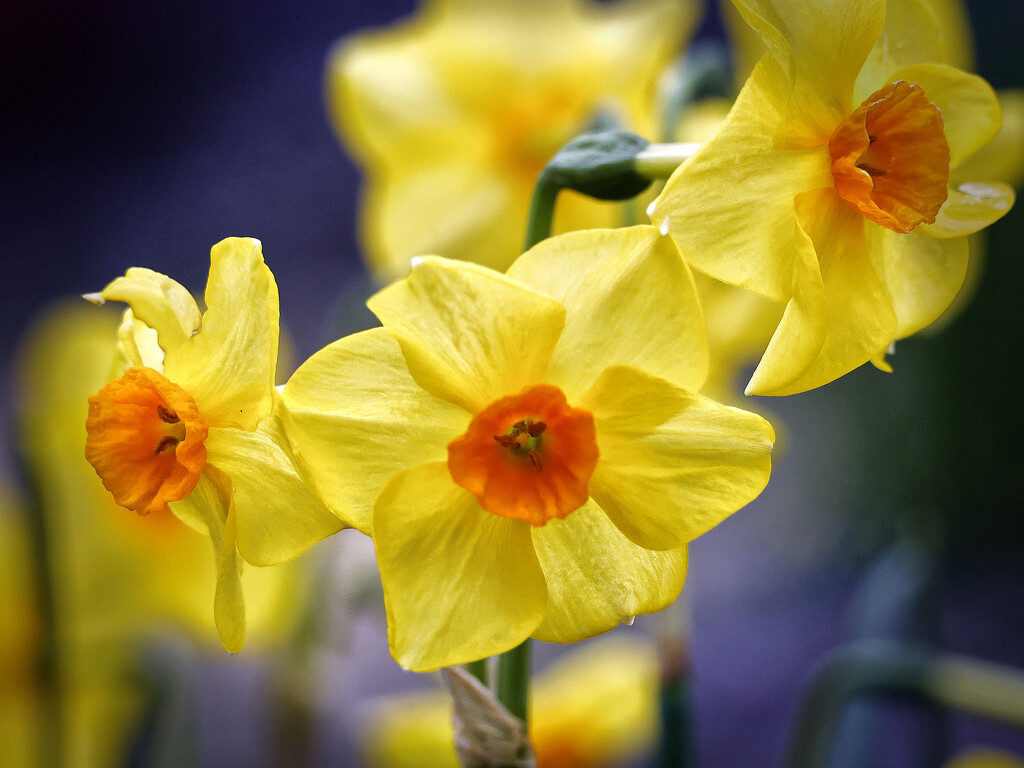 Daffodils  by neil_ge