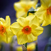 Daffodils  by neil_ge
