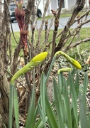 17th Mar 2024 - Tree Peony and daffodils awaiting Sp. 