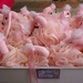 Flock of Flamingoes  by photohoot