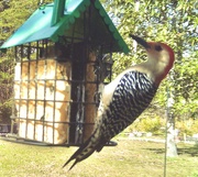 17th Mar 2024 - Woodpecker...