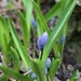 Scilla in Bud by 365projectorgheatherb