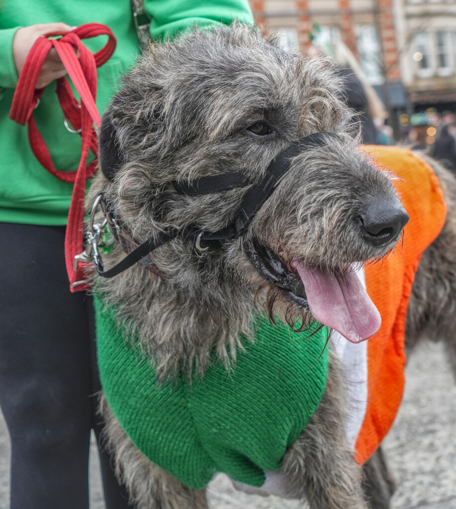 Fergus at St. Patricks Day by phil_howcroft