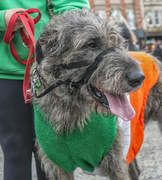 17th Mar 2024 - Fergus at St. Patricks Day