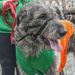 Fergus at St. Patricks Day by phil_howcroft