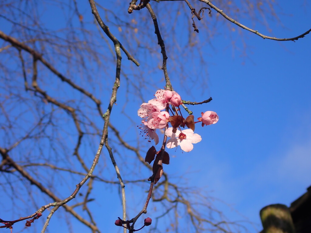 Flowering cherry by speedwell