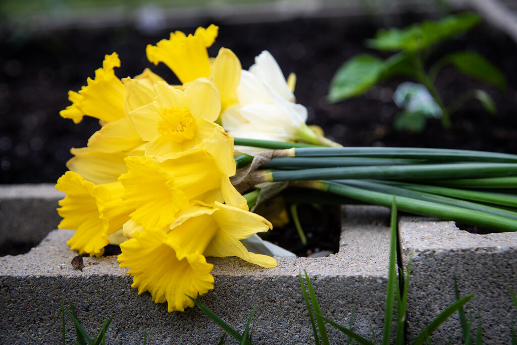 073- Daffodils by emrob