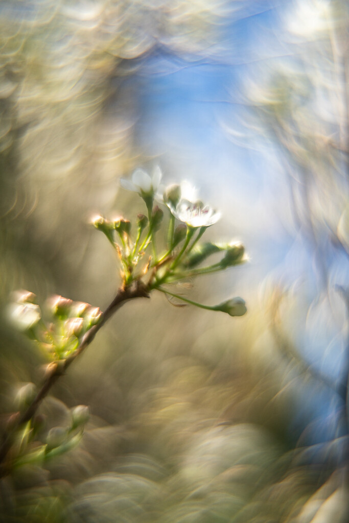 Signs of Spring by i_am_a_photographer