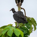 Black vulture by nicoleweg