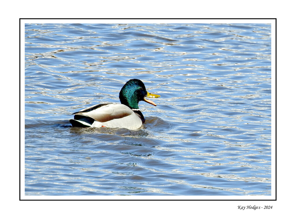 Mallard Duck by kbird61