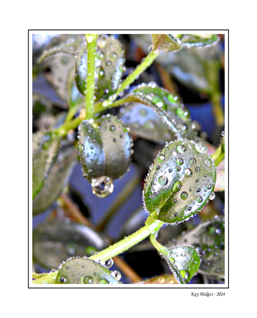 Waterdrops on Plant by kbird61