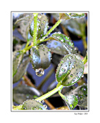 15th Mar 2024 - Waterdrops on Plant